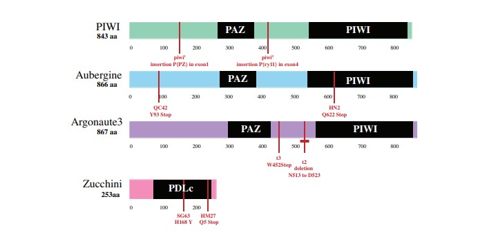 piwi proteins